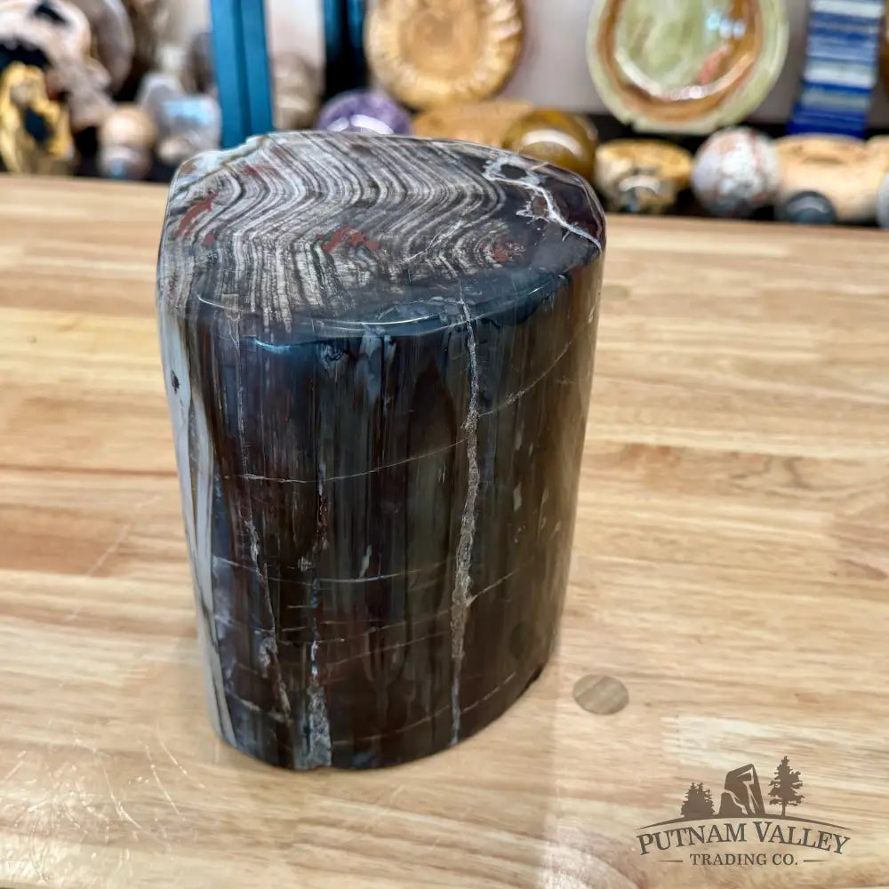 Reserve Petrified Wood Round Pillar 6.75’’ - Accent