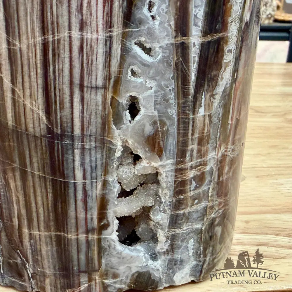 Reserve Petrified Wood Round Pillar 6.75’’ - Accent