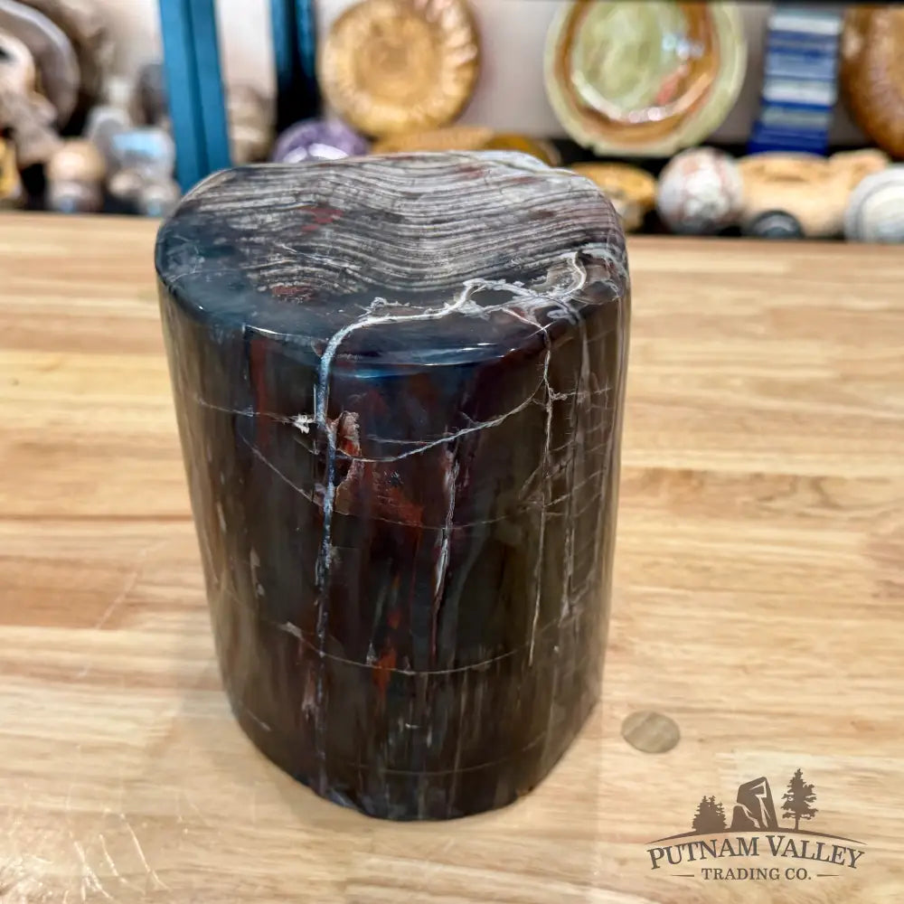 Reserve Petrified Wood Round Pillar 6.75’’ - Accent