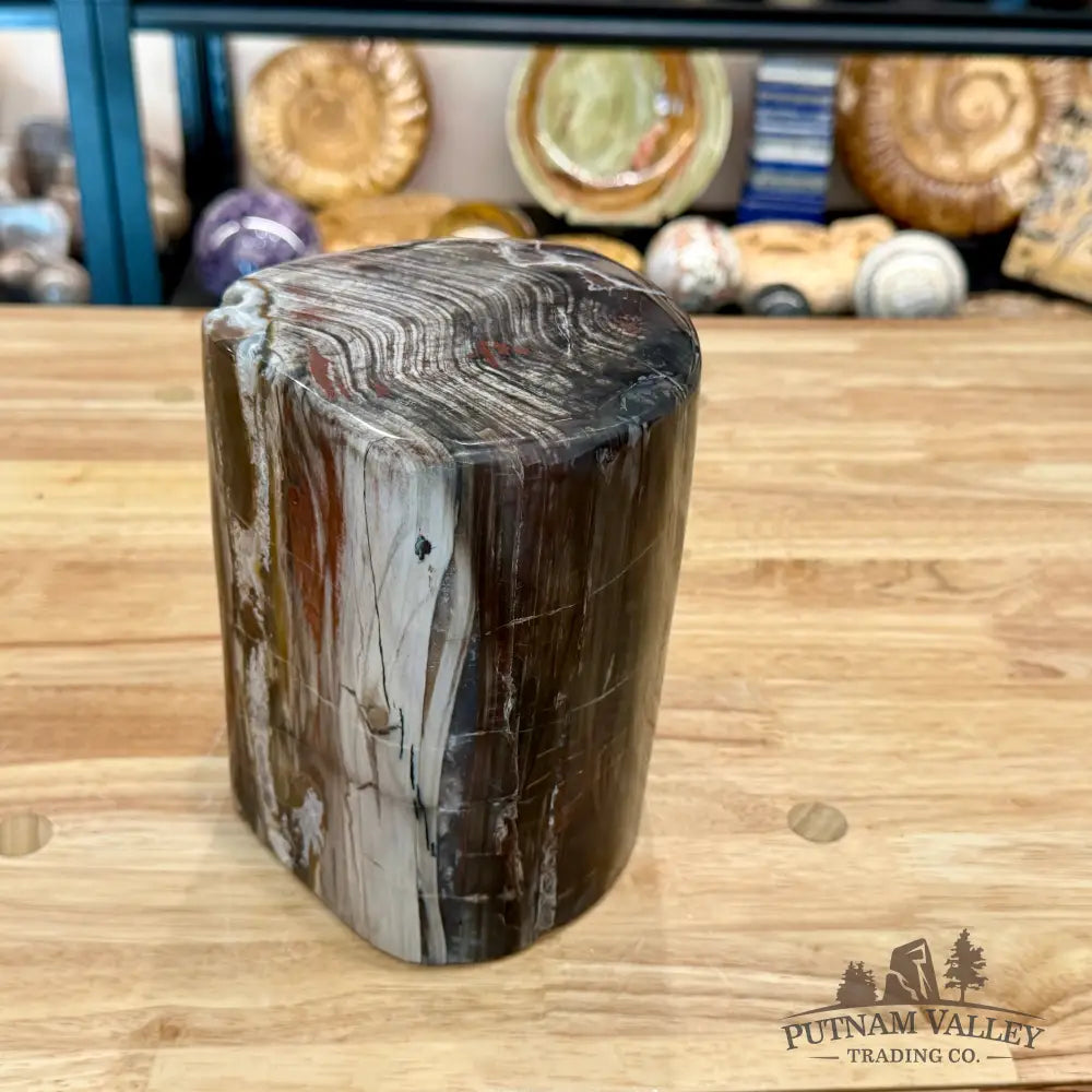 Reserve Petrified Wood Round Pillar 6.75’’ - Accent