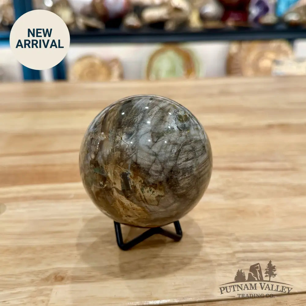 Reserve Petrified Wood Sphere 3.1’’ Sphere