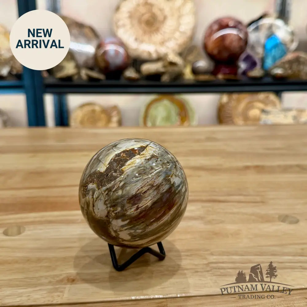 Reserve Petrified Wood Sphere 3.22’’ Sphere