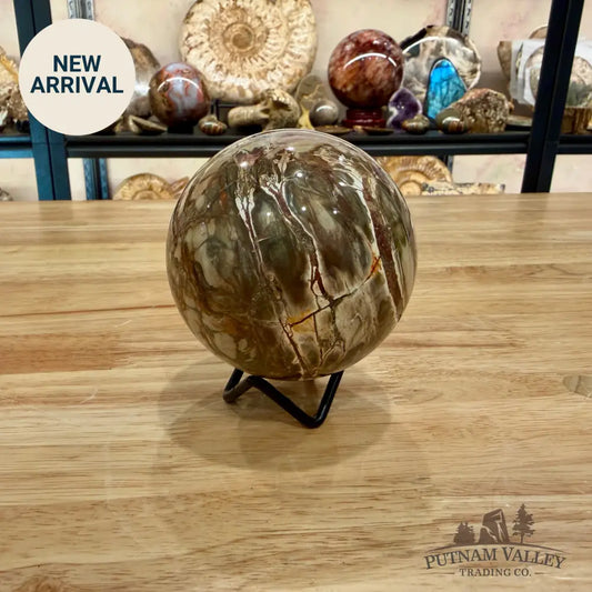 Reserve Petrified Wood Sphere 3.4’’ Sphere