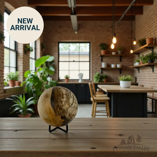 Reserve Petrified Wood Sphere 3.4’’ Sphere