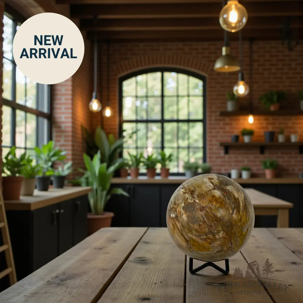 Reserve Petrified Wood Sphere 3.57’’ Sphere