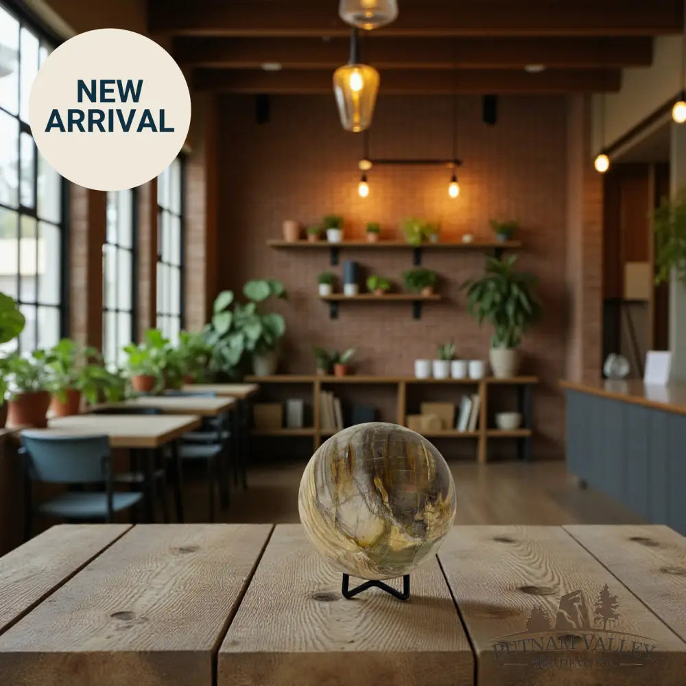 Reserve Petrified Wood Sphere 3.81’’ Sphere