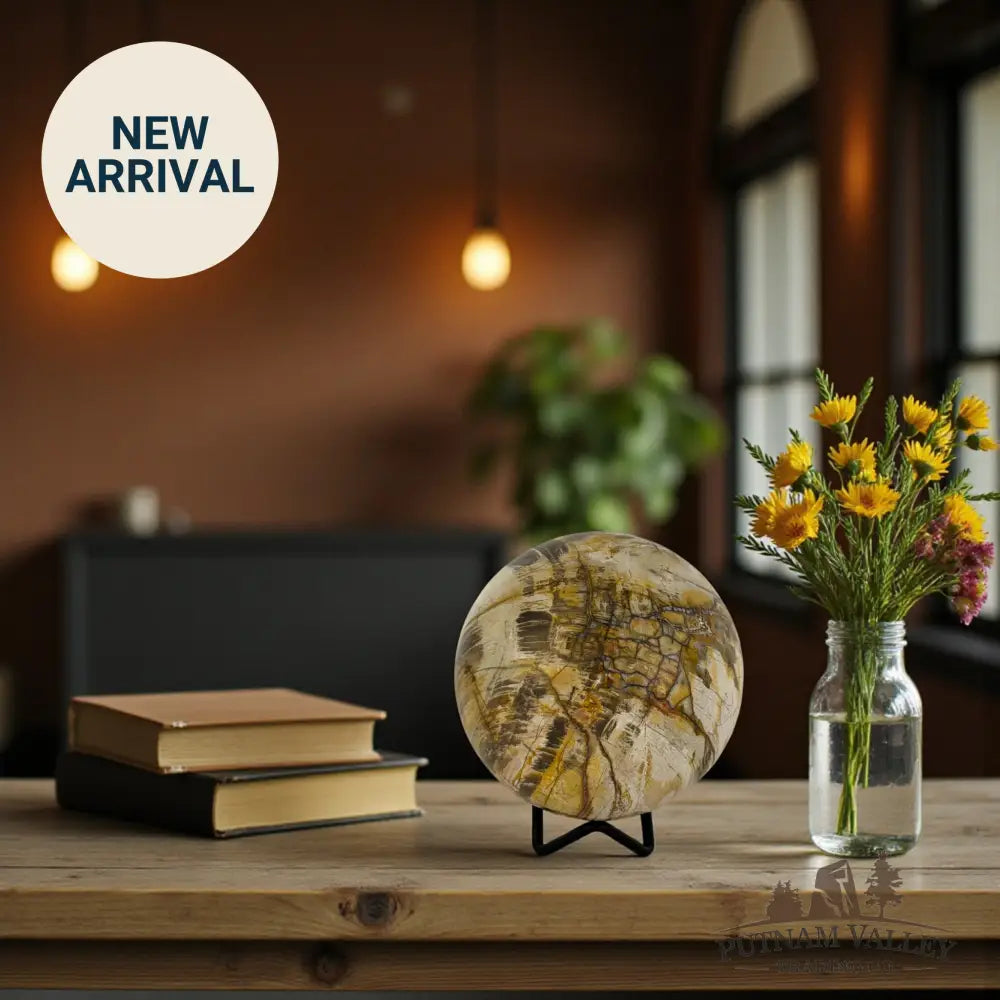 Reserve Petrified Wood Sphere 3.81’’ Sphere