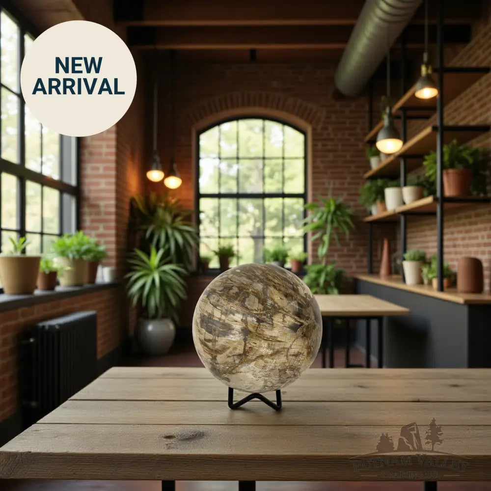 Reserve Petrified Wood Sphere 3.95’’ Sphere