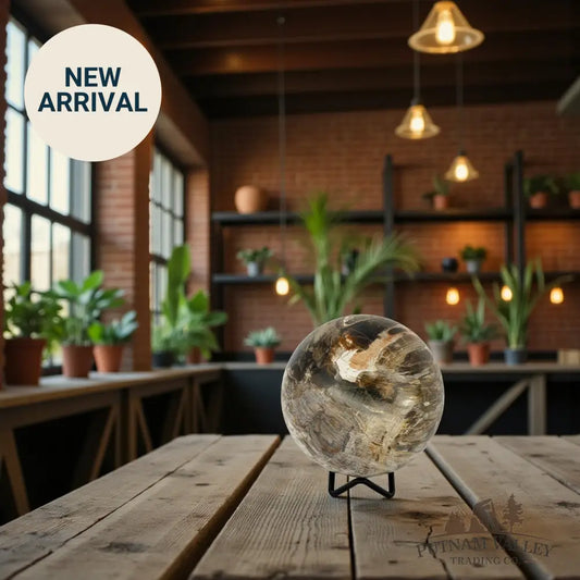 Reserve Petrified Wood Sphere 3.95’’ Sphere