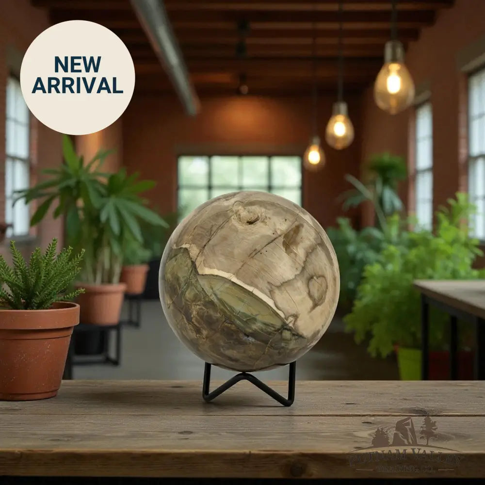 Reserve Petrified Wood Sphere 4.04’’ Sphere