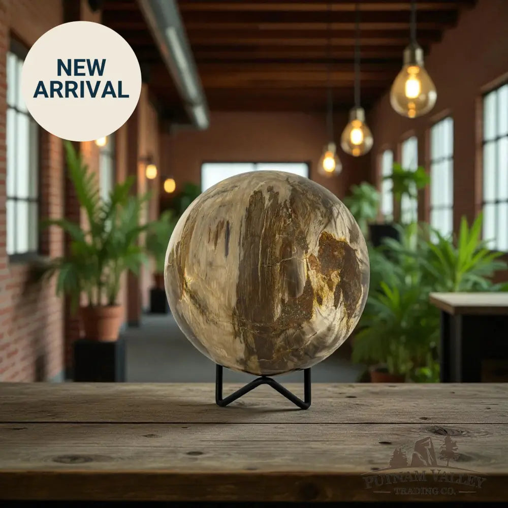 Reserve Petrified Wood Sphere 4.37’’ Sphere