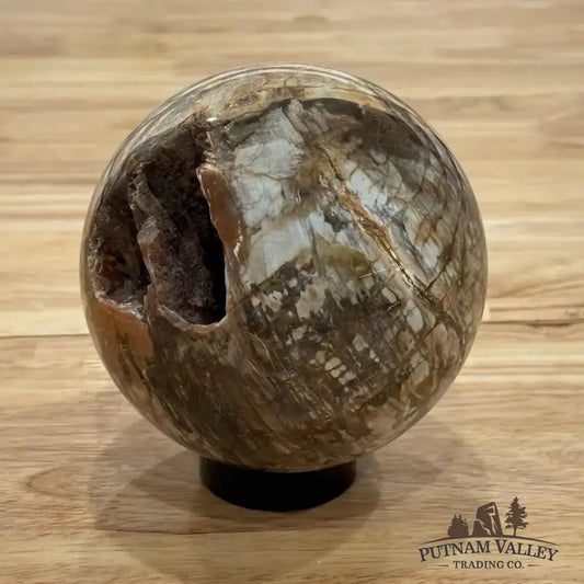 Reserve Petrified Wood Sphere 4.62" - Putnam Valley Trading Co.