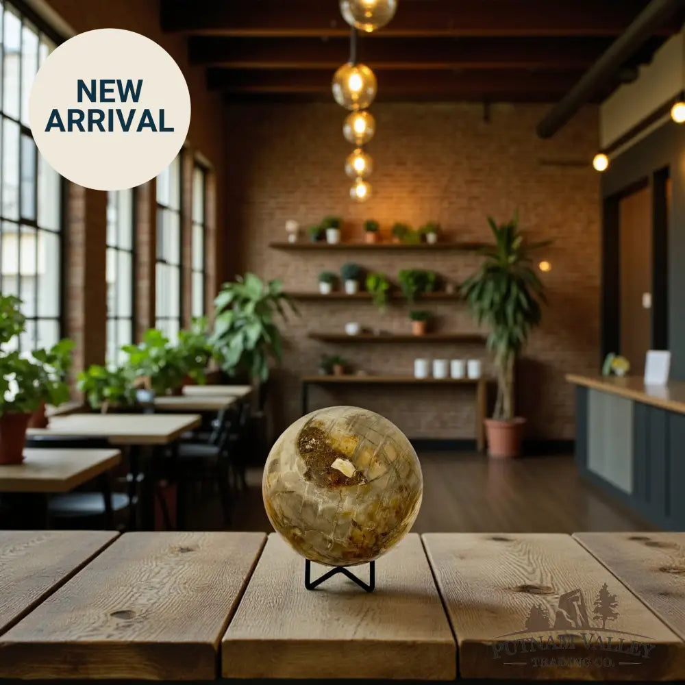 Reserve Petrified Wood Sphere 4.65’’ Sphere