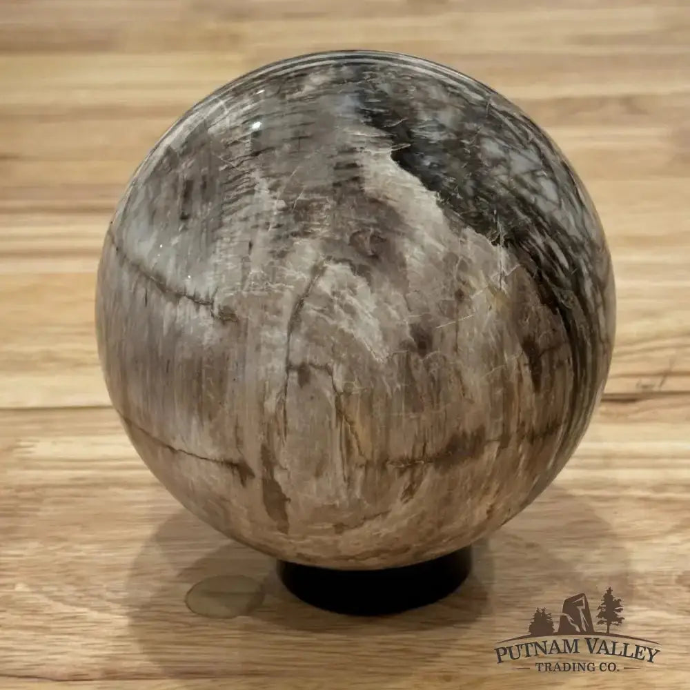 Reserve Petrified Wood Sphere 4.7" - Putnam Valley Trading Co.