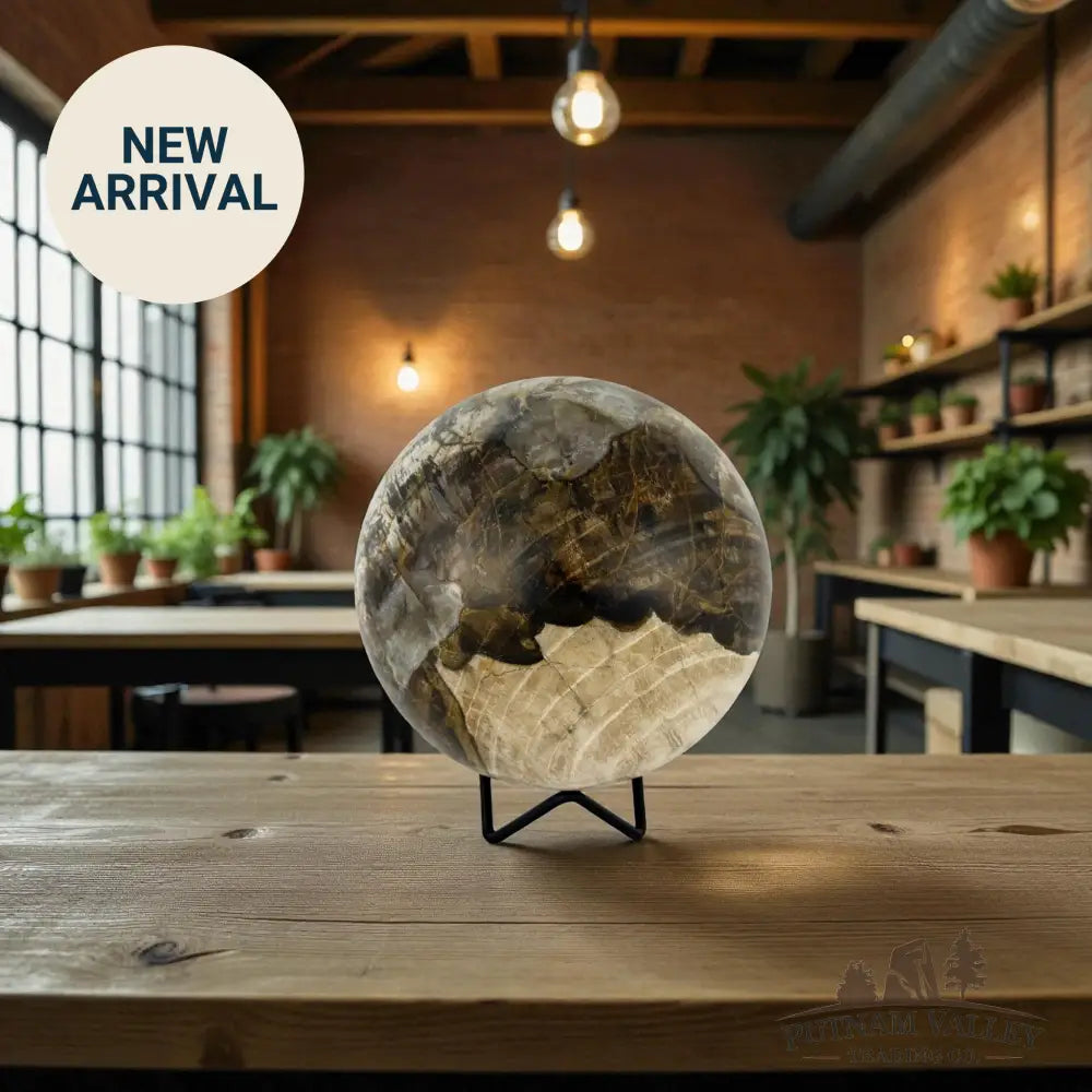 Reserve Petrified Wood Sphere 5.03’’ Sphere