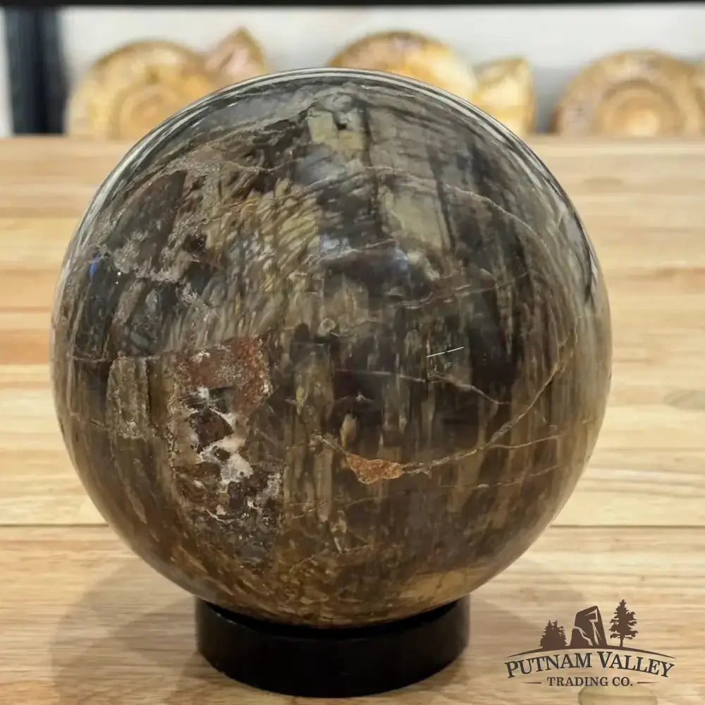 Reserve Petrified Wood Sphere 5.53" - Putnam Valley Trading Co.