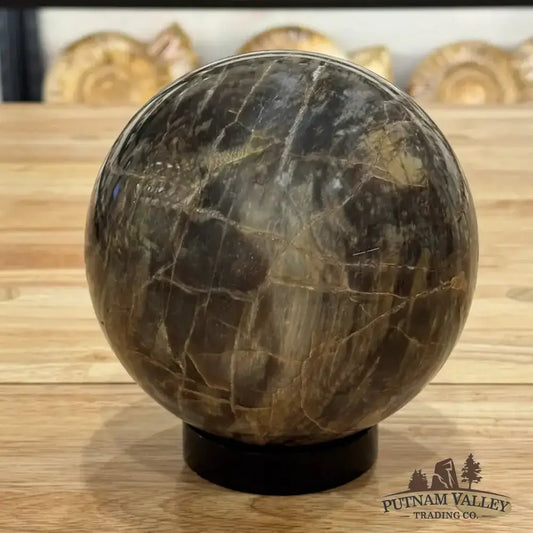 Reserve Petrified Wood Sphere 5.53" - Putnam Valley Trading Co.