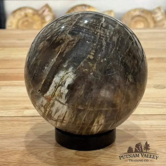 Reserve Petrified Wood Sphere 5.53" - Putnam Valley Trading Co.
