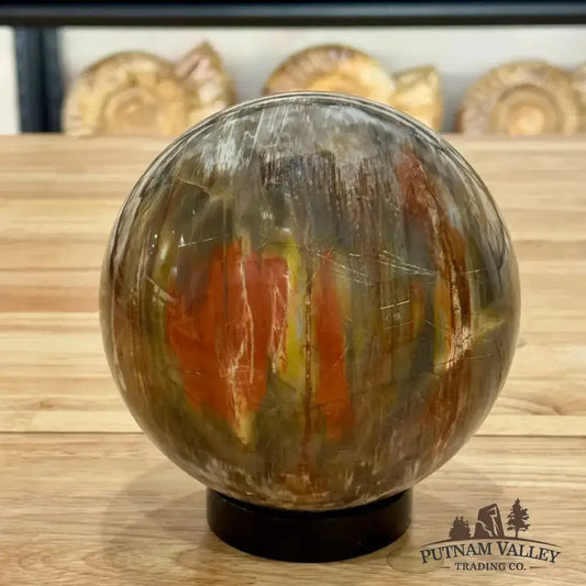 Reserve Petrified Wood Sphere 5.58" - Putnam Valley Trading Co.