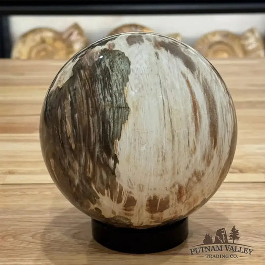 Reserve Petrified Wood Sphere 5.58" - Putnam Valley Trading Co.