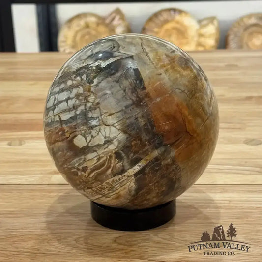 Reserve Petrified Wood Sphere 5.59" - Putnam Valley Trading Co.