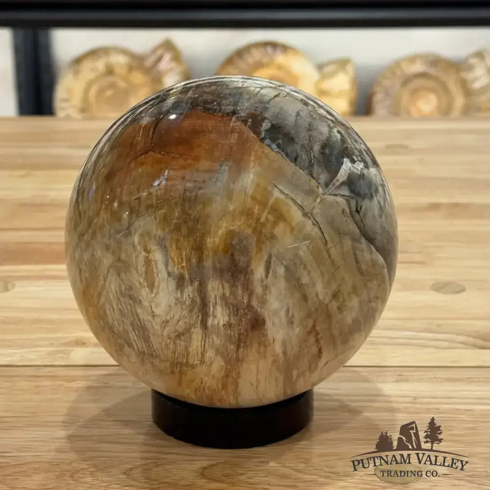 Reserve Petrified Wood Sphere 5.59" - Putnam Valley Trading Co.