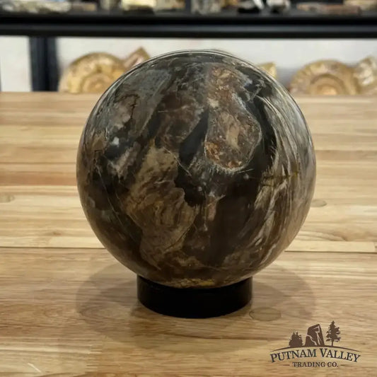Reserve Petrified Wood Sphere 5.65" - Putnam Valley Trading Co.
