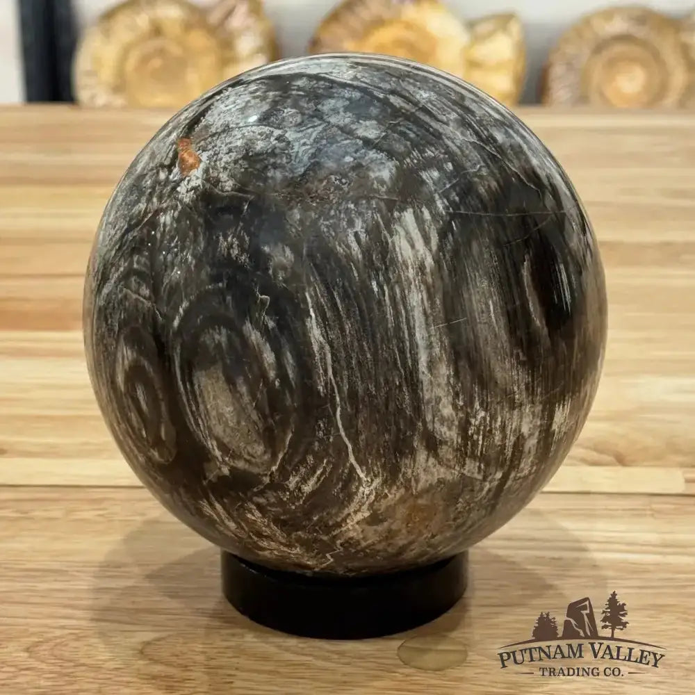 Reserve Petrified Wood Sphere 5.73" - Putnam Valley Trading Co.