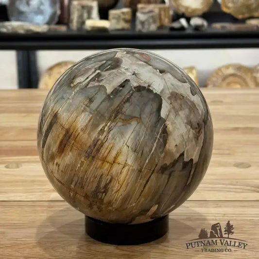 Reserve Petrified Wood Sphere 5.8" - Putnam Valley Trading Co.