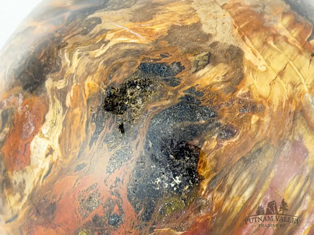 Reserve Petrified Wood Sphere 5.8’’ Sphere