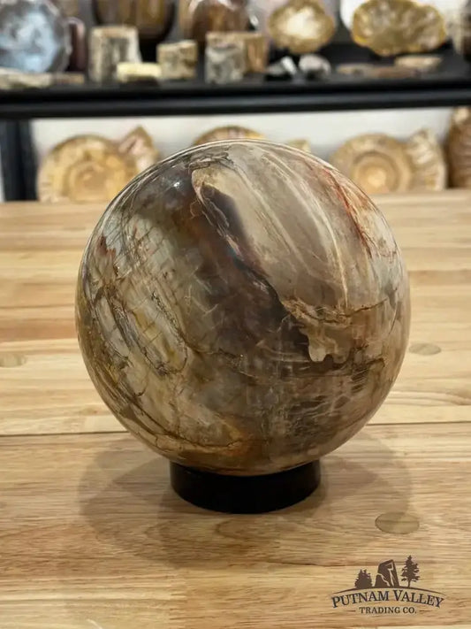 Reserve Petrified Wood Sphere 6.05" - Putnam Valley Trading Co.
