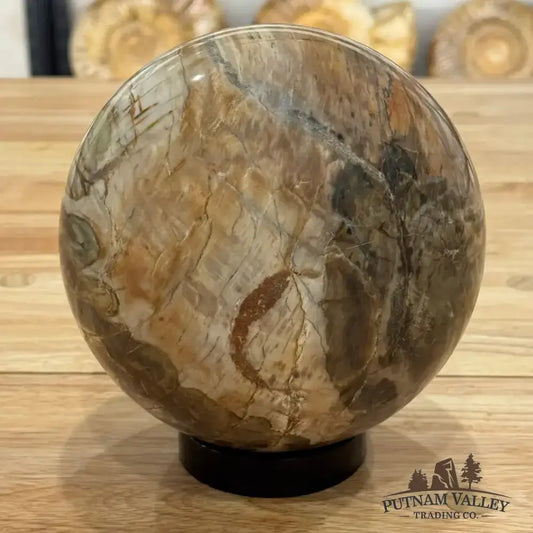 Reserve Petrified Wood Sphere 6.09" - Putnam Valley Trading Co.