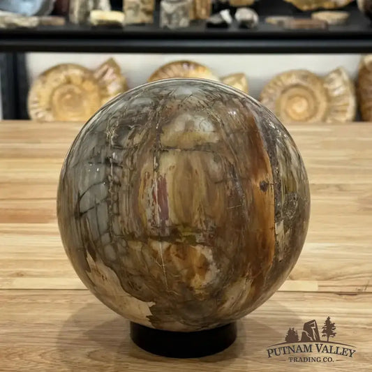 Reserve Petrified Wood Sphere 6.46" - Putnam Valley Trading Co.