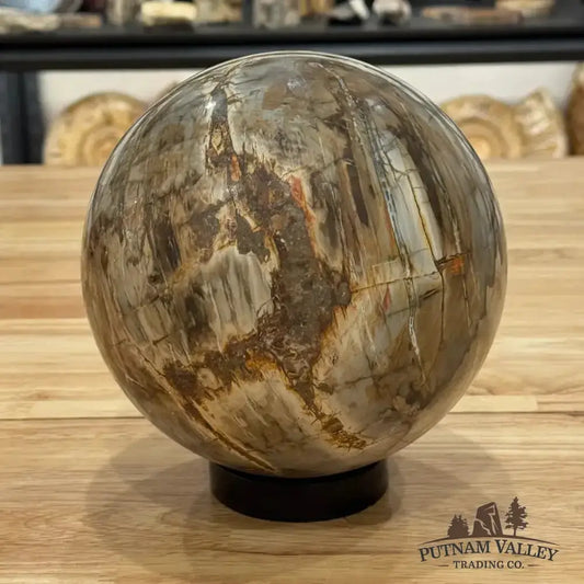 Reserve Petrified Wood Sphere 6.46" - Putnam Valley Trading Co.