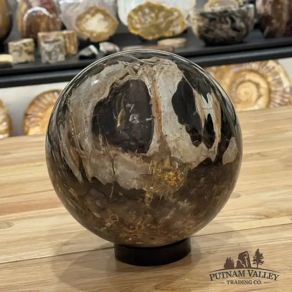 Reserve Petrified Wood Sphere 7" - Putnam Valley Trading Co.