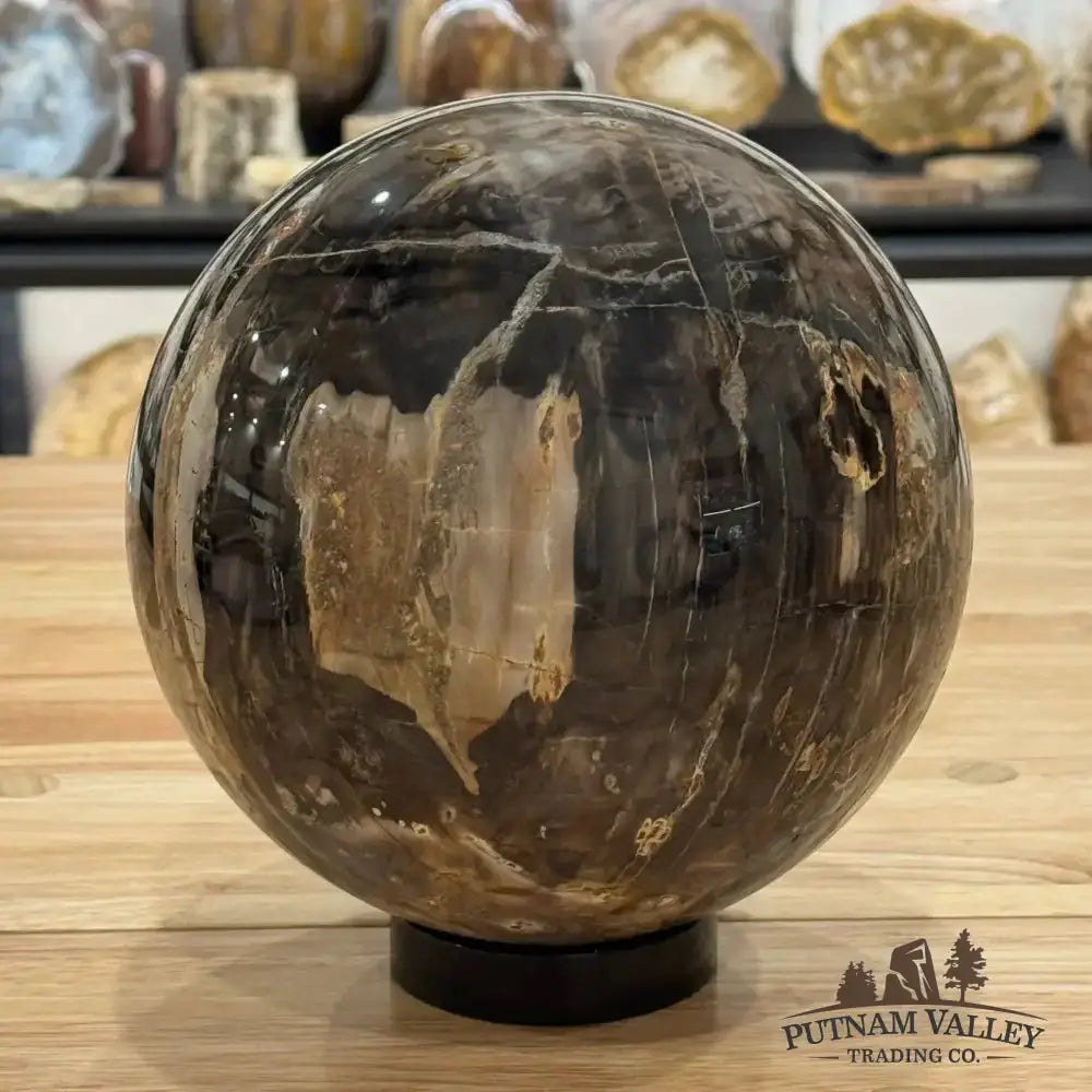 Reserve Petrified Wood Sphere 7" - Putnam Valley Trading Co.