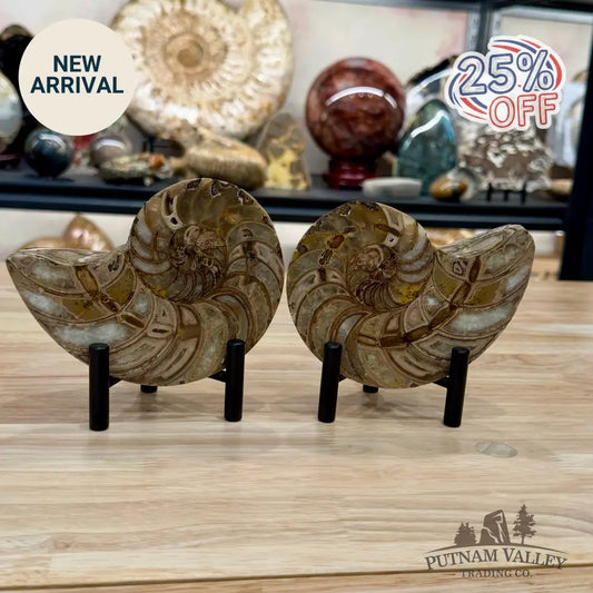 Reserve Polished Ammonite Fossil Pair 5.1’’ | Madagascar - Fossil Specimen
