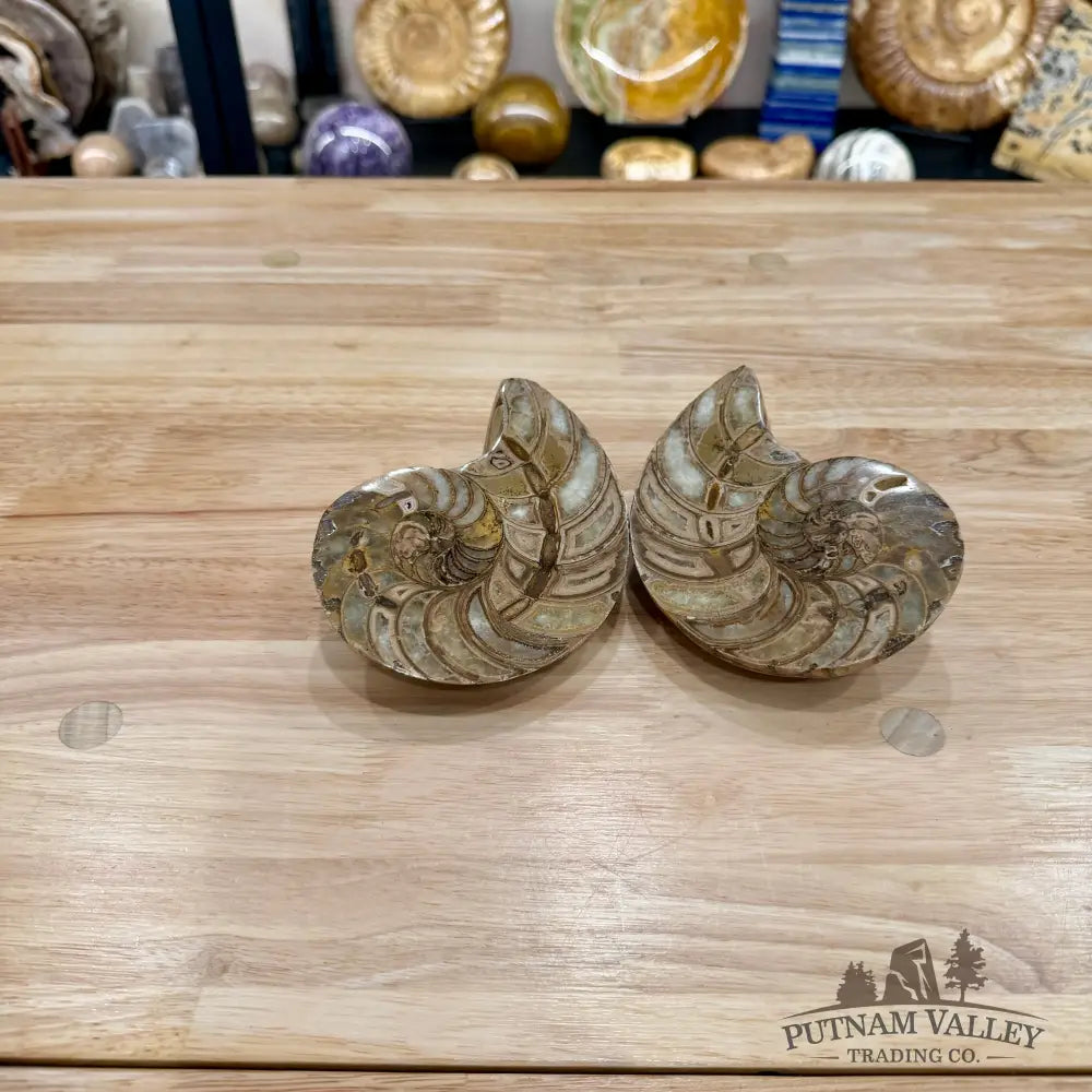Reserve Polished Ammonite Fossil Pair 5.1’’ | Madagascar - Fossil Specimen