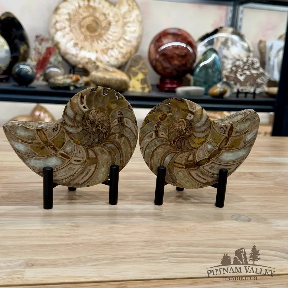 Reserve Polished Ammonite Fossil Pair 5.1’’ | Madagascar - Fossil Specimen