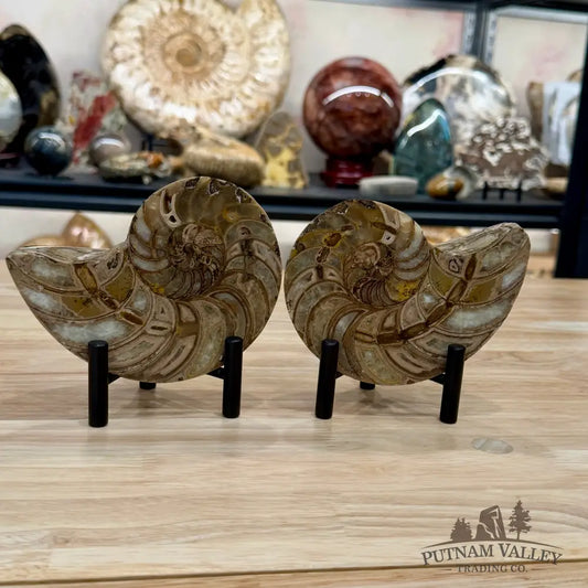 Reserve Polished Ammonite Fossil Pair 5.1’’ | Madagascar - Fossil Specimen