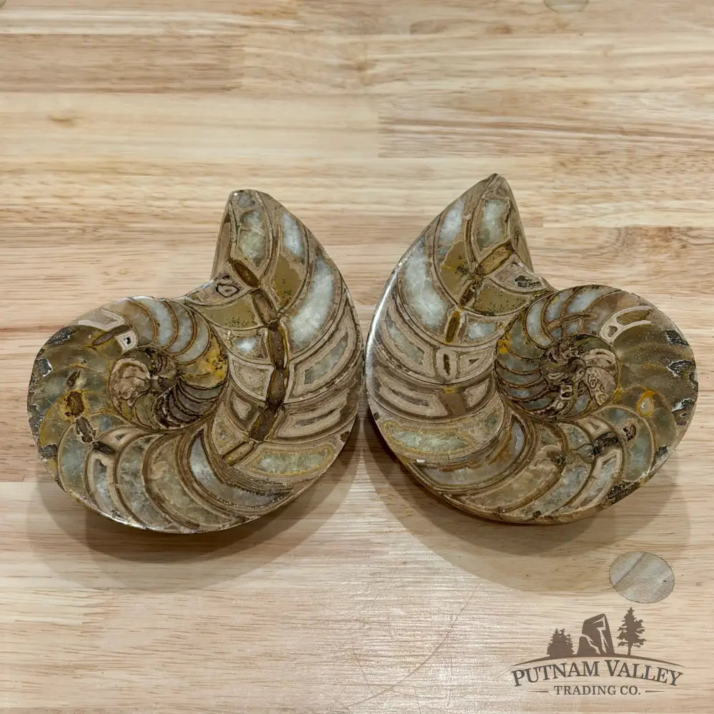 Reserve Polished Ammonite Fossil Pair 5.1’’ | Madagascar - Fossil Specimen
