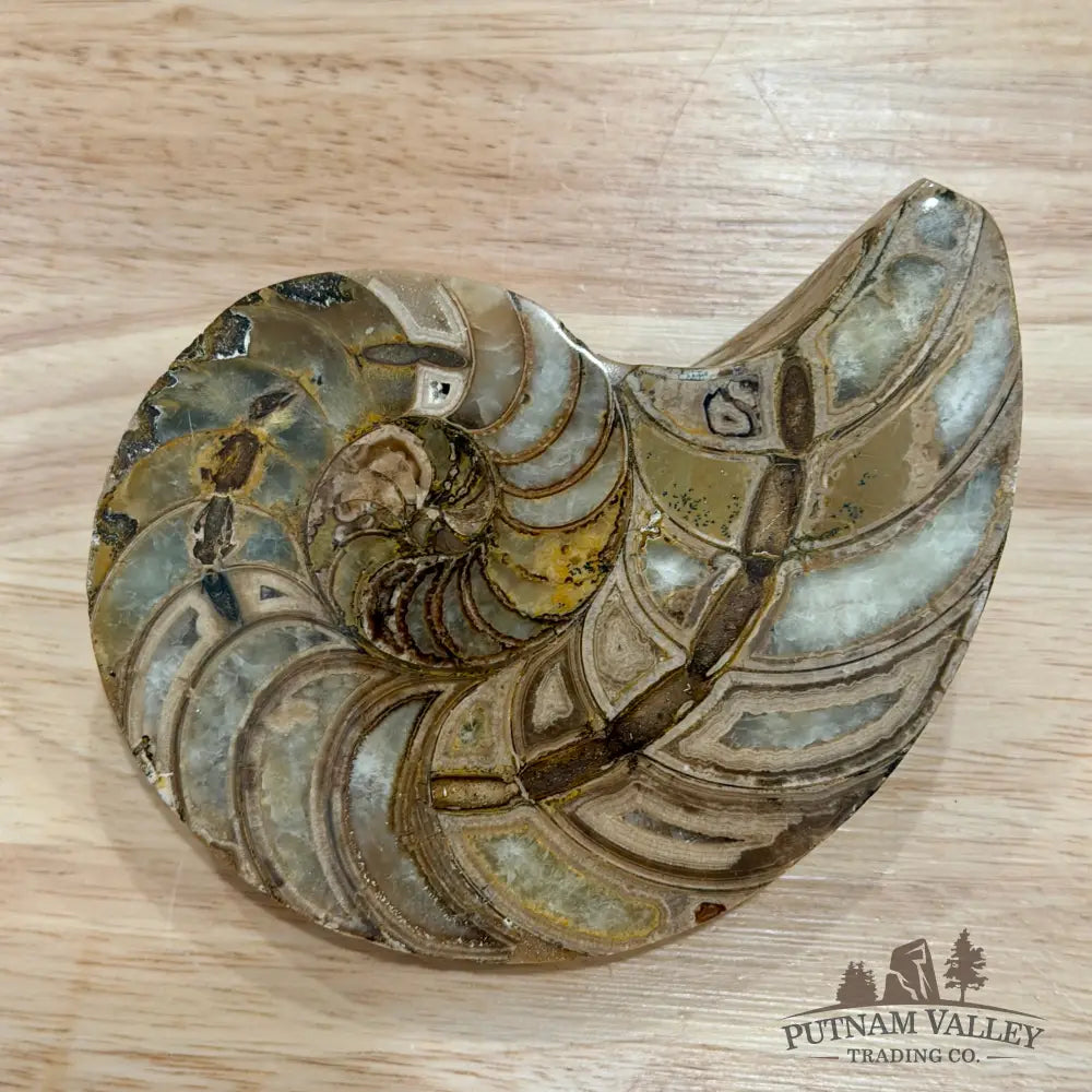 Reserve Polished Ammonite Fossil Pair 5.1’’ | Madagascar - Fossil Specimen