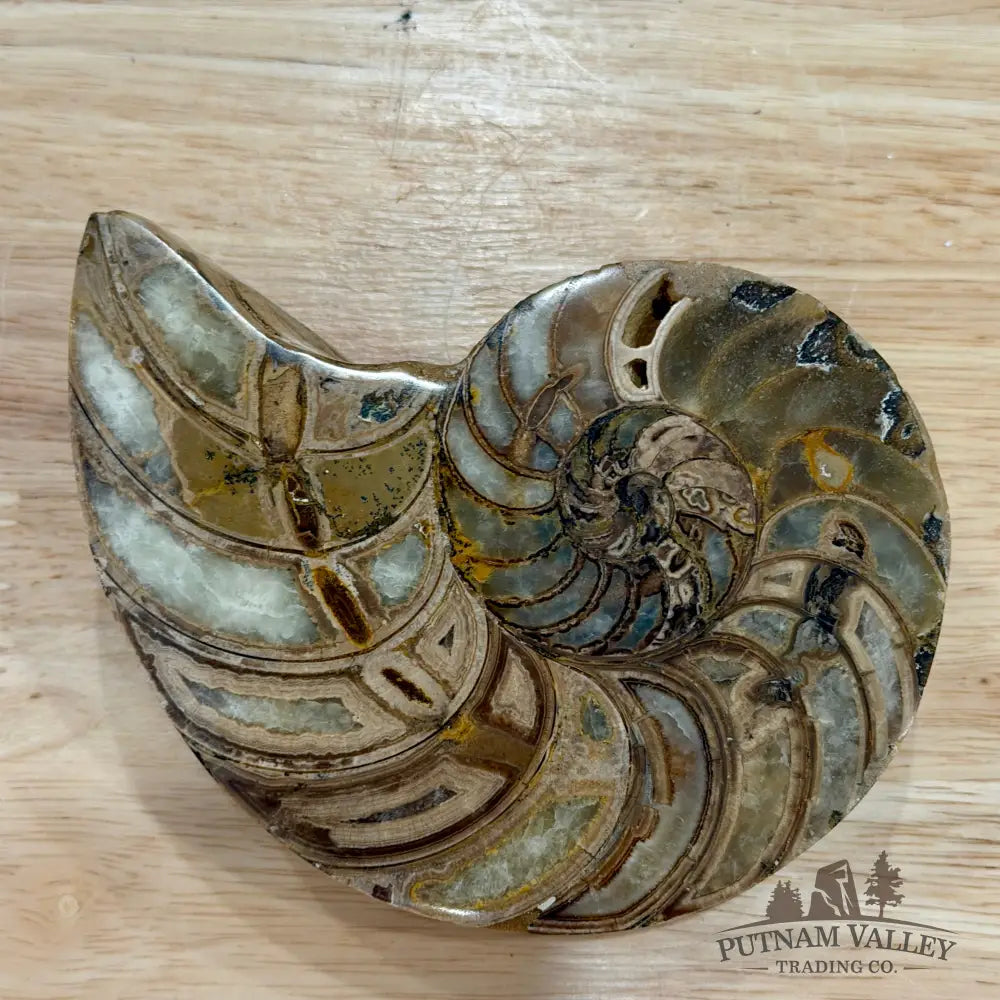 Reserve Polished Ammonite Fossil Pair 5.1’’ | Madagascar - Fossil Specimen