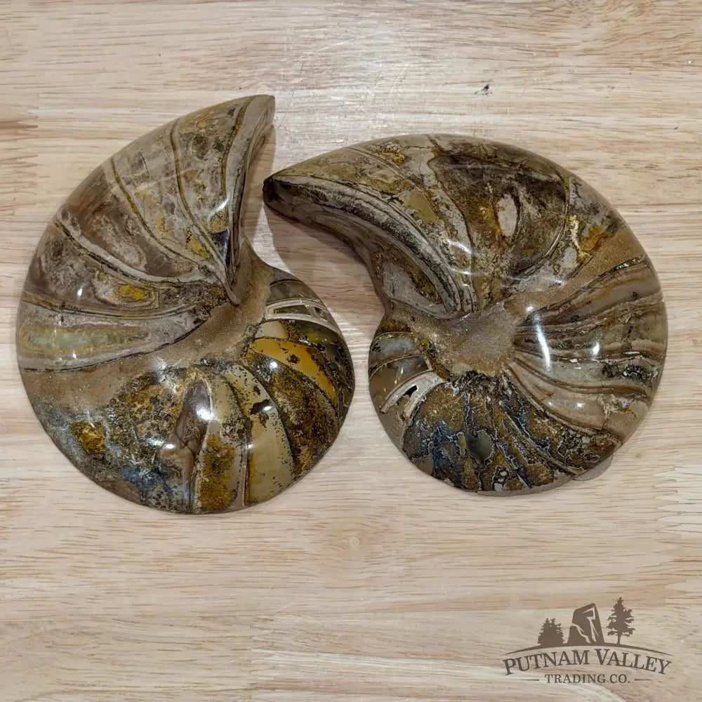 Reserve Polished Ammonite Fossil Pair 5.1’’ | Madagascar - Fossil Specimen