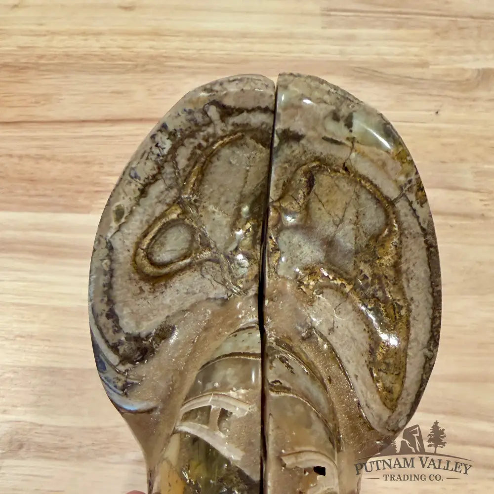 Reserve Polished Ammonite Fossil Pair 5.1’’ | Madagascar - Fossil Specimen
