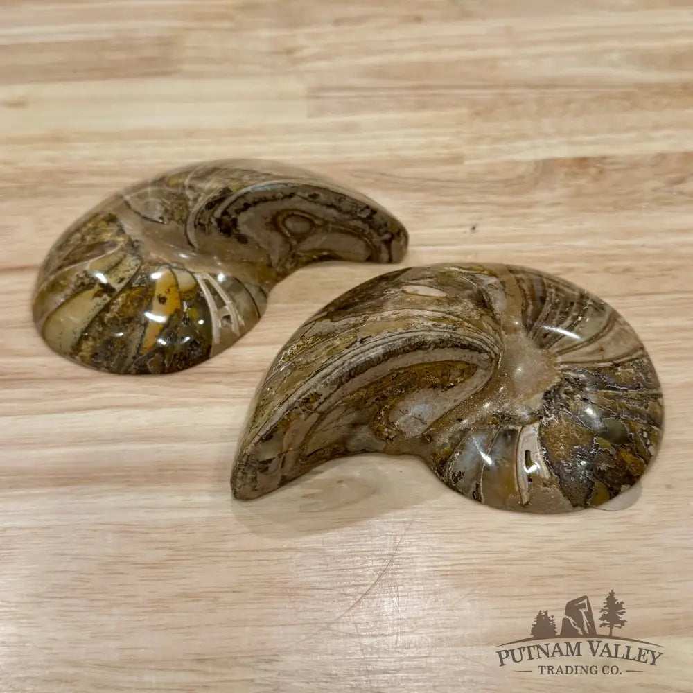 Reserve Polished Ammonite Fossil Pair 5.1’’ | Madagascar - Fossil Specimen