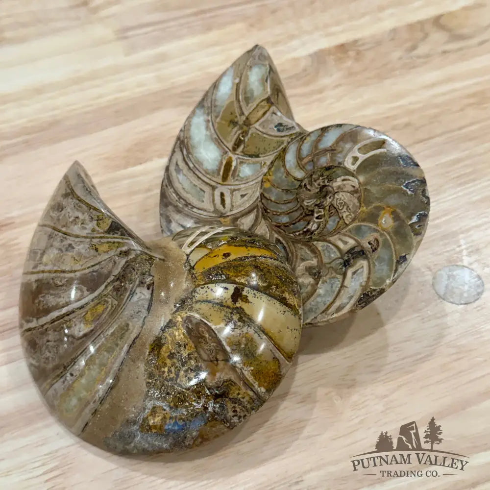 Reserve Polished Ammonite Fossil Pair 5.1’’ | Madagascar - Fossil Specimen