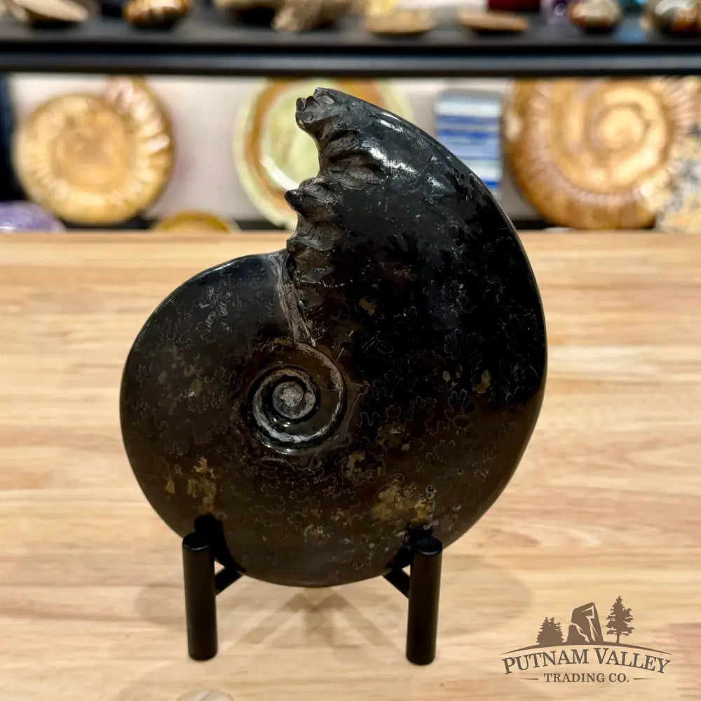 Reserve Polished Black Phylloceras Ammonite 5.74’’ | Madagascar - Fossil Specimen