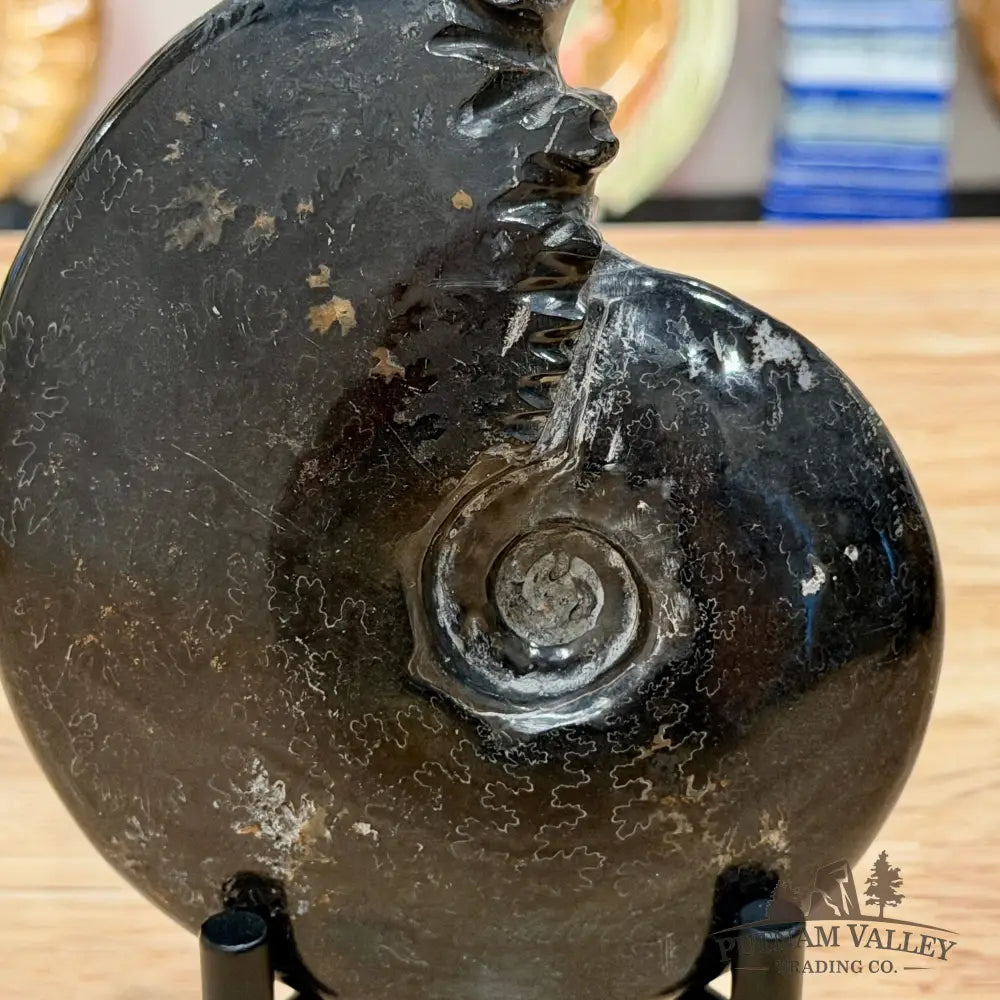 Reserve Polished Black Phylloceras Ammonite 5.74’’ | Madagascar - Fossil Specimen