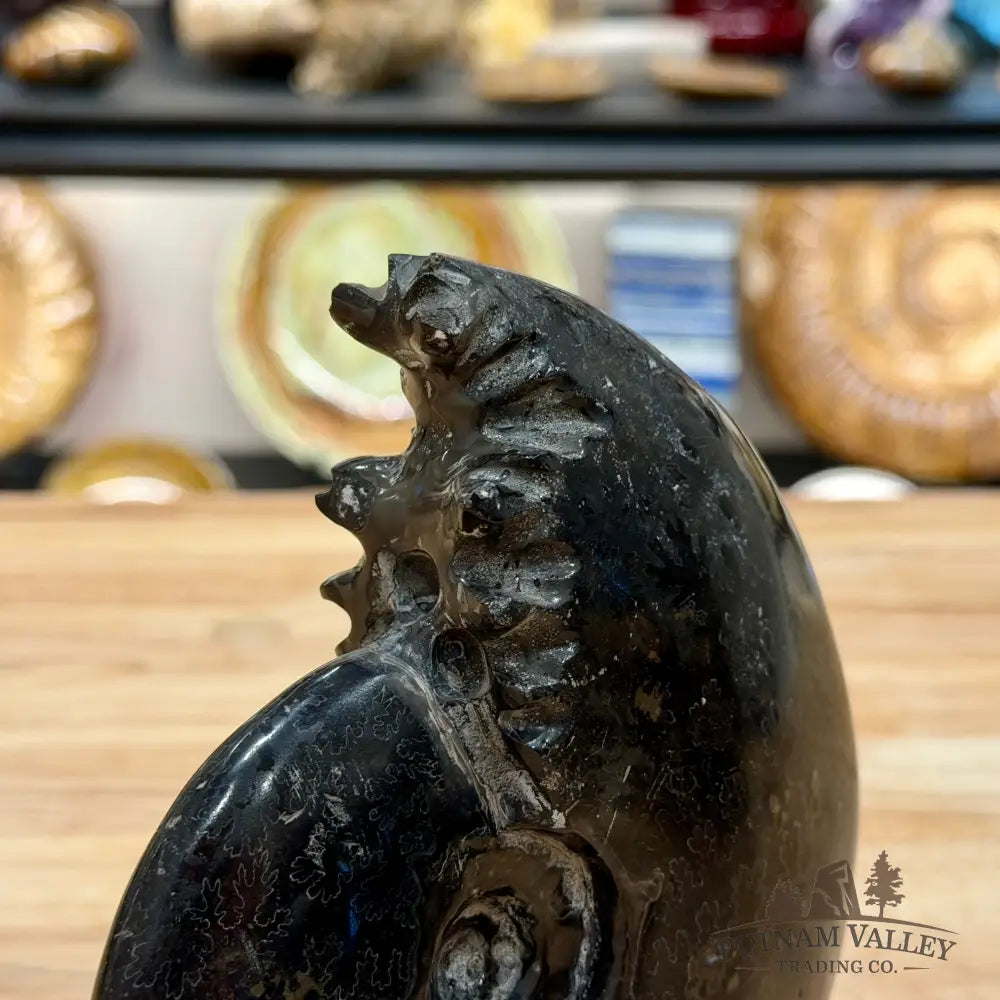 Reserve Polished Black Phylloceras Ammonite 5.74’’ | Madagascar - Fossil Specimen